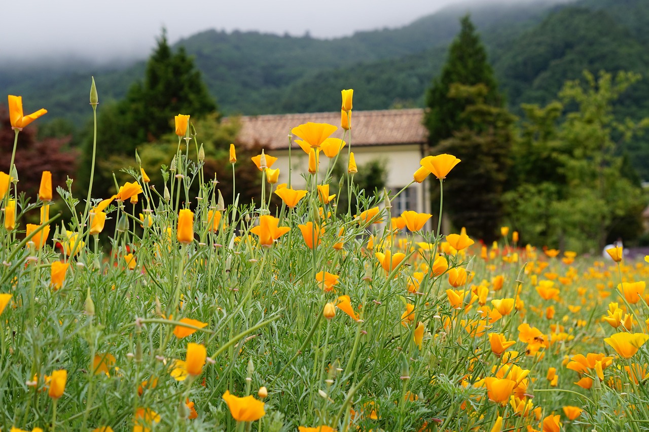 Mond梦都薄荷双爆珠：红楼app官方详情下载教程