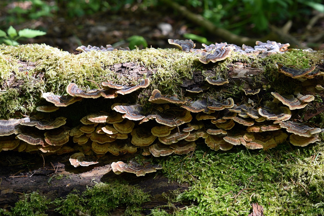 专利代理师协会如何注册